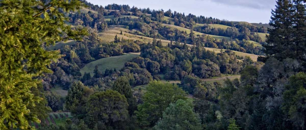 Woodland Pastures I art print by Rita Crane for $57.95 CAD