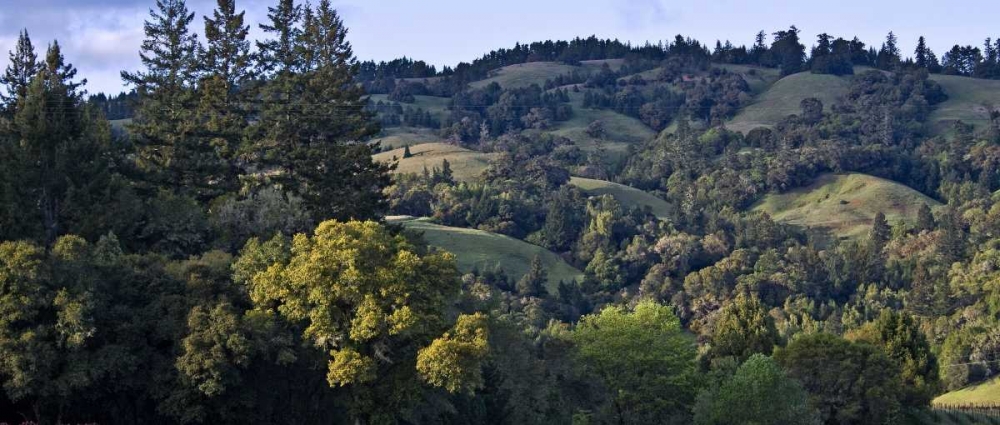 Woodland Pastures II art print by Rita Crane for $57.95 CAD