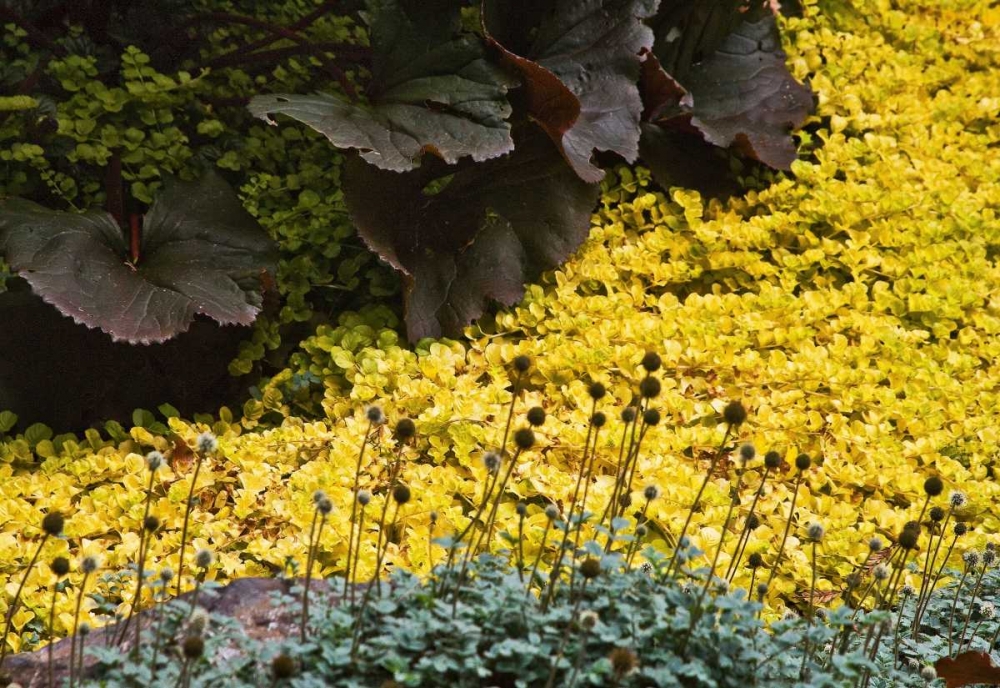 Garden Glimpse III art print by Rita Crane for $57.95 CAD