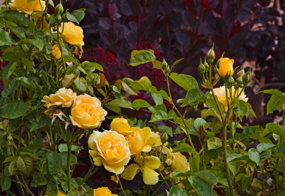 Garden Glimpse V art print by Rita Crane for $57.95 CAD
