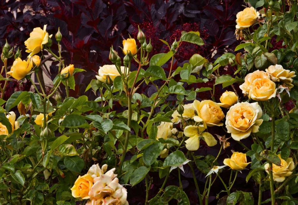 Garden Glimpse VI art print by Rita Crane for $57.95 CAD