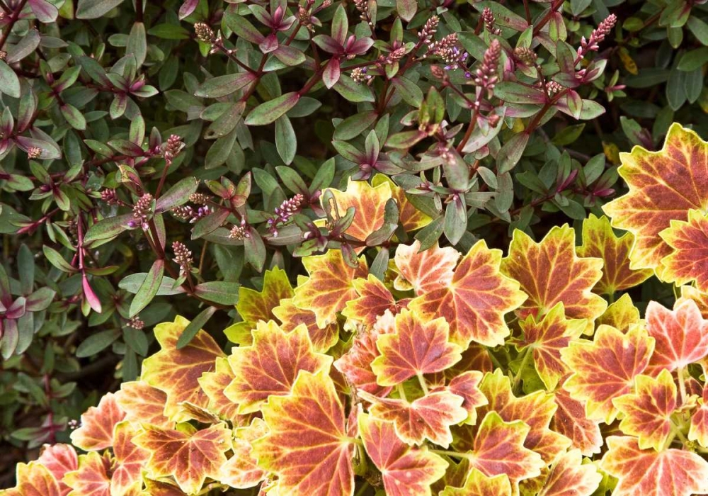 Garden Glimpse IX art print by Rita Crane for $57.95 CAD