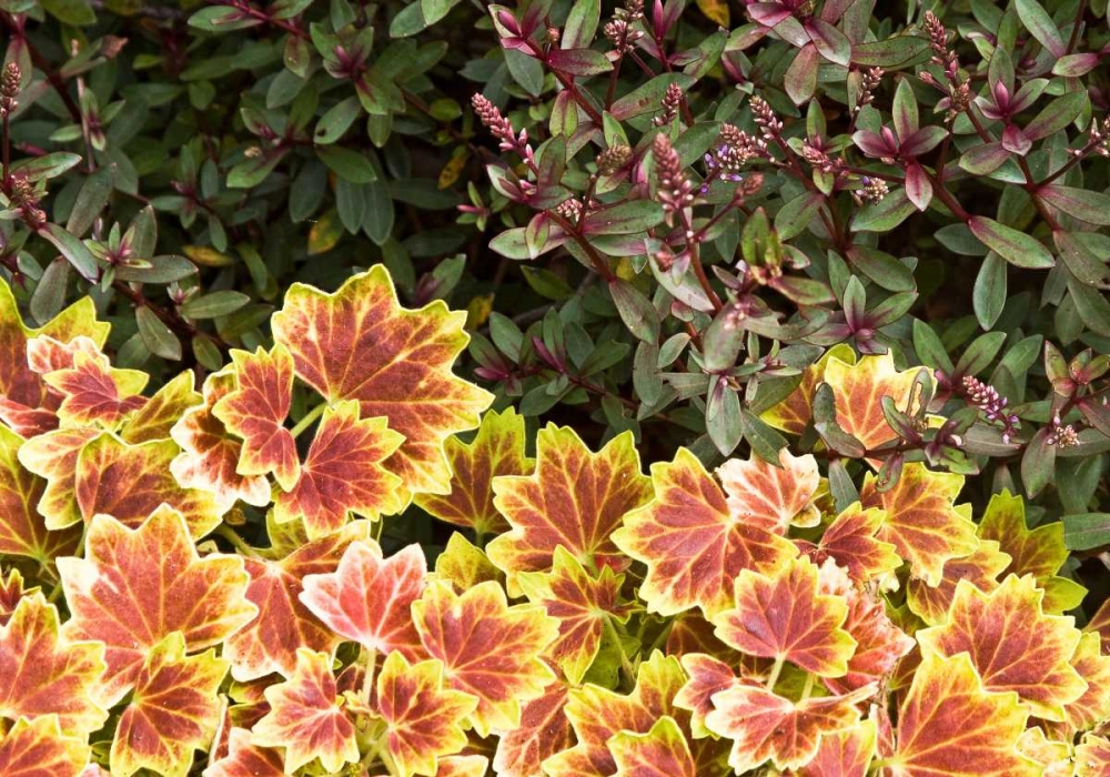 Garden Glimpse X art print by Rita Crane for $57.95 CAD