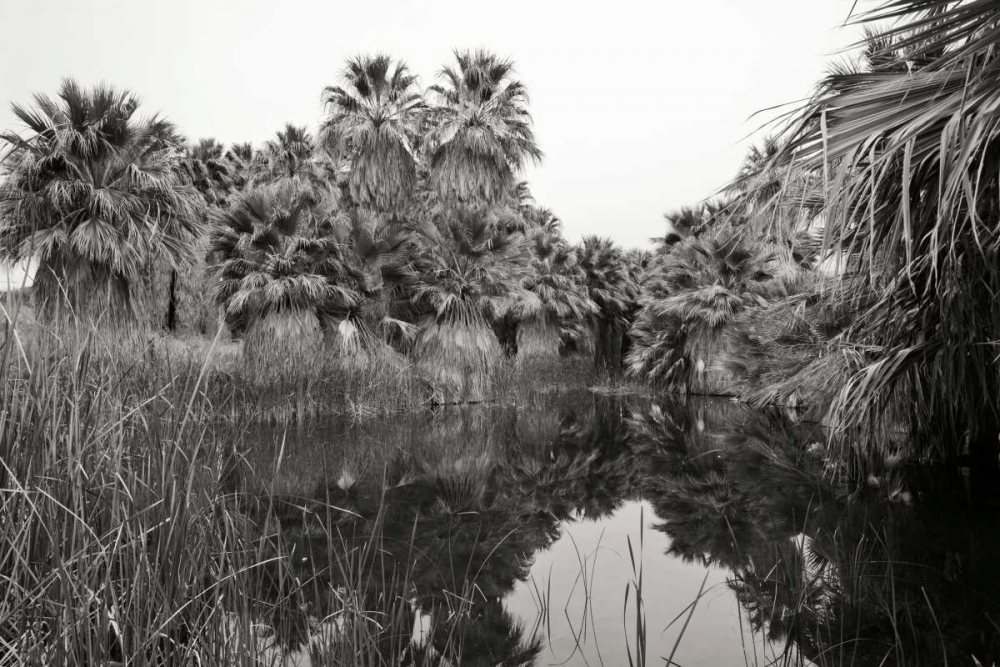 Ancient Palms I art print by Rita Crane for $57.95 CAD