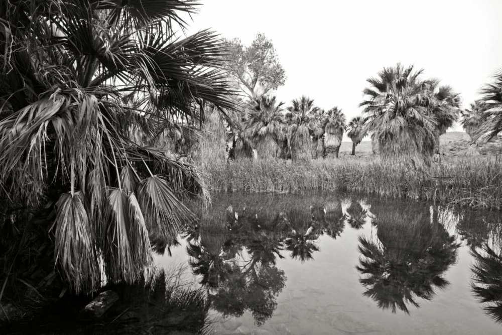 Ancient Palms II art print by Rita Crane for $57.95 CAD