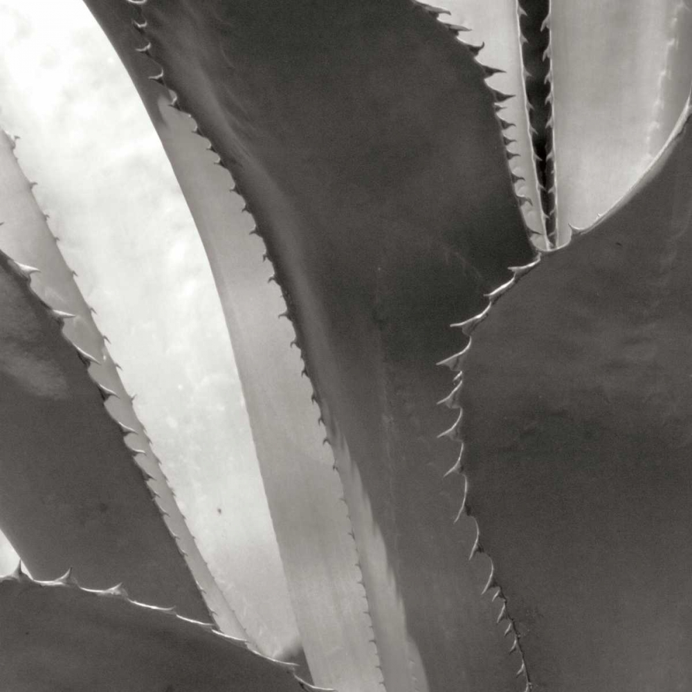 Agave I art print by Rita Crane for $57.95 CAD