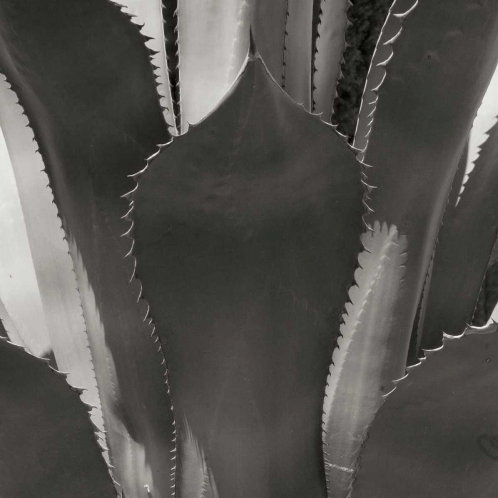 Agave II art print by Rita Crane for $57.95 CAD