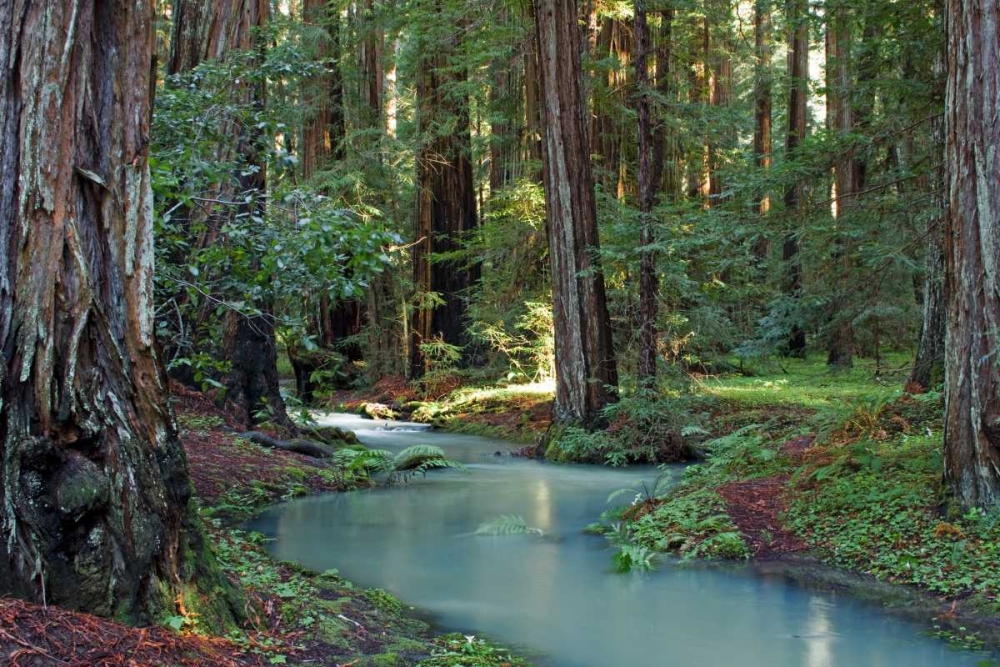Redwood Forest I art print by Rita Crane for $57.95 CAD