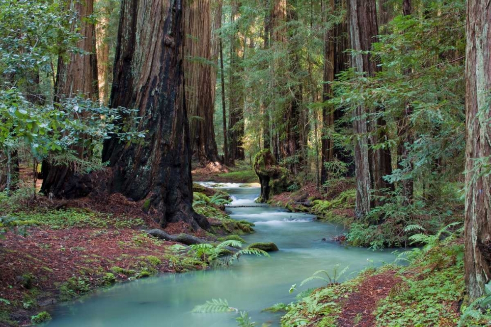 Redwood Forest II art print by Rita Crane for $57.95 CAD
