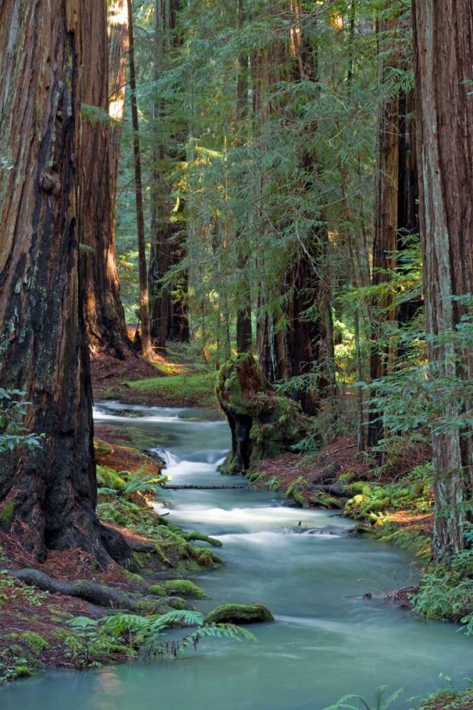 Redwood Forest IV art print by Rita Crane for $57.95 CAD