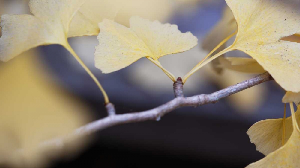 Autumn Gingko I art print by Rita Crane for $57.95 CAD