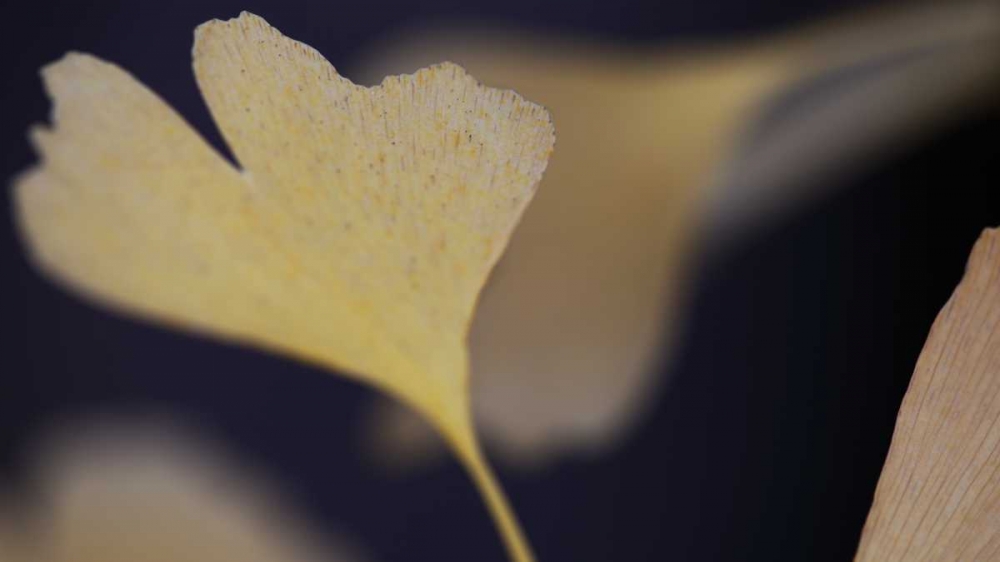 Autumn Gingko II art print by Rita Crane for $57.95 CAD