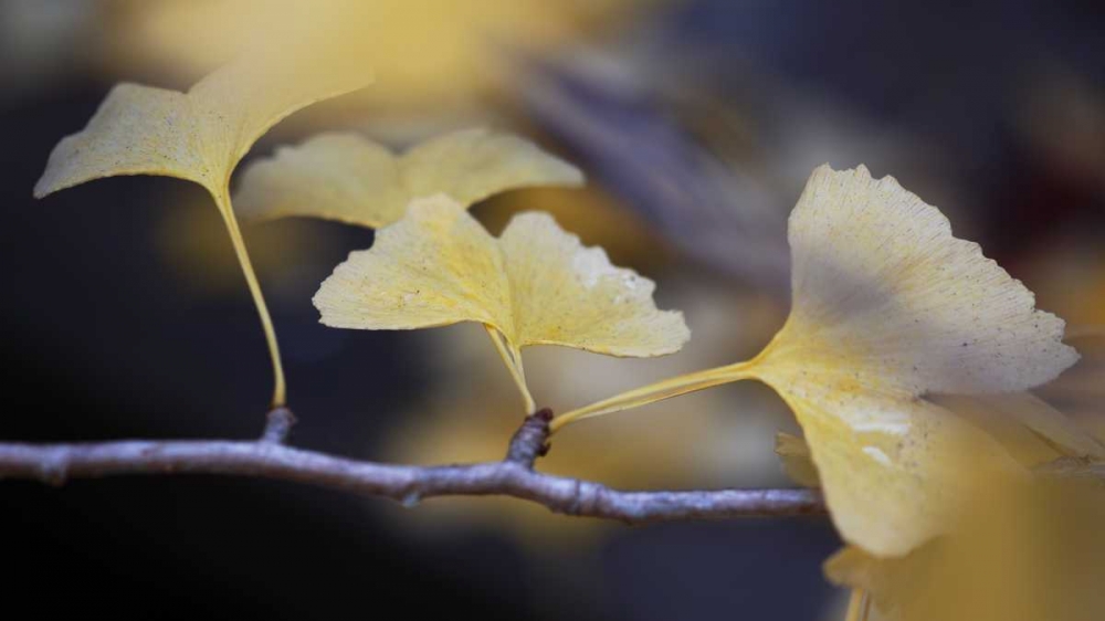 Autumn Gingko III art print by Rita Crane for $57.95 CAD