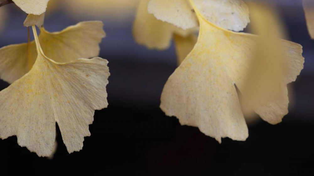 Autumn Gingko IV art print by Rita Crane for $57.95 CAD