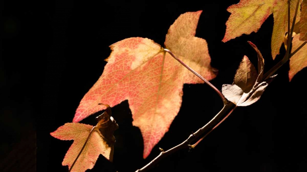Amber Leaves I art print by Rita Crane for $57.95 CAD