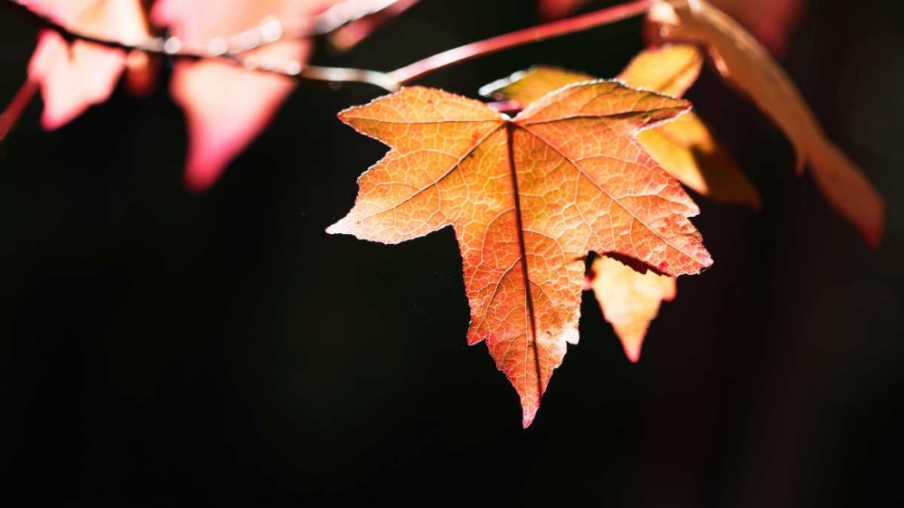Amber Leaves II art print by Rita Crane for $57.95 CAD