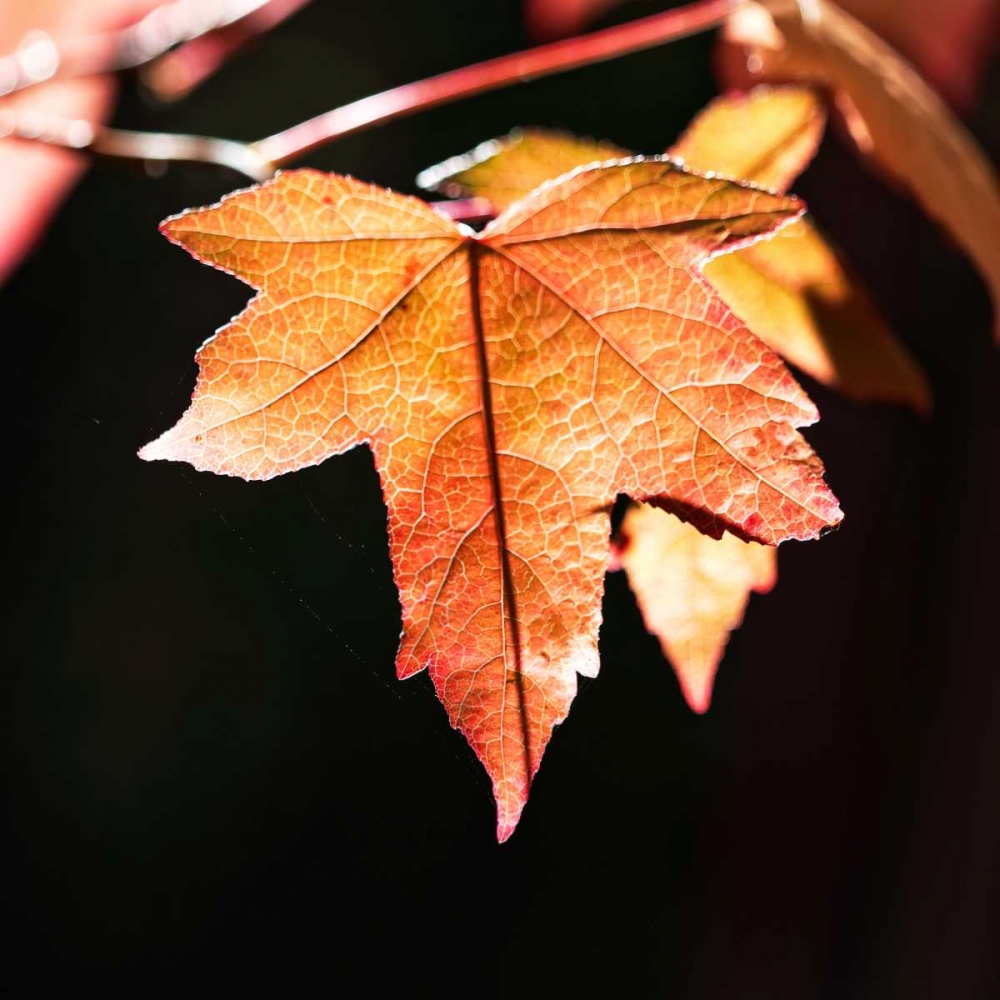 Amber Leaves III art print by Rita Crane for $57.95 CAD
