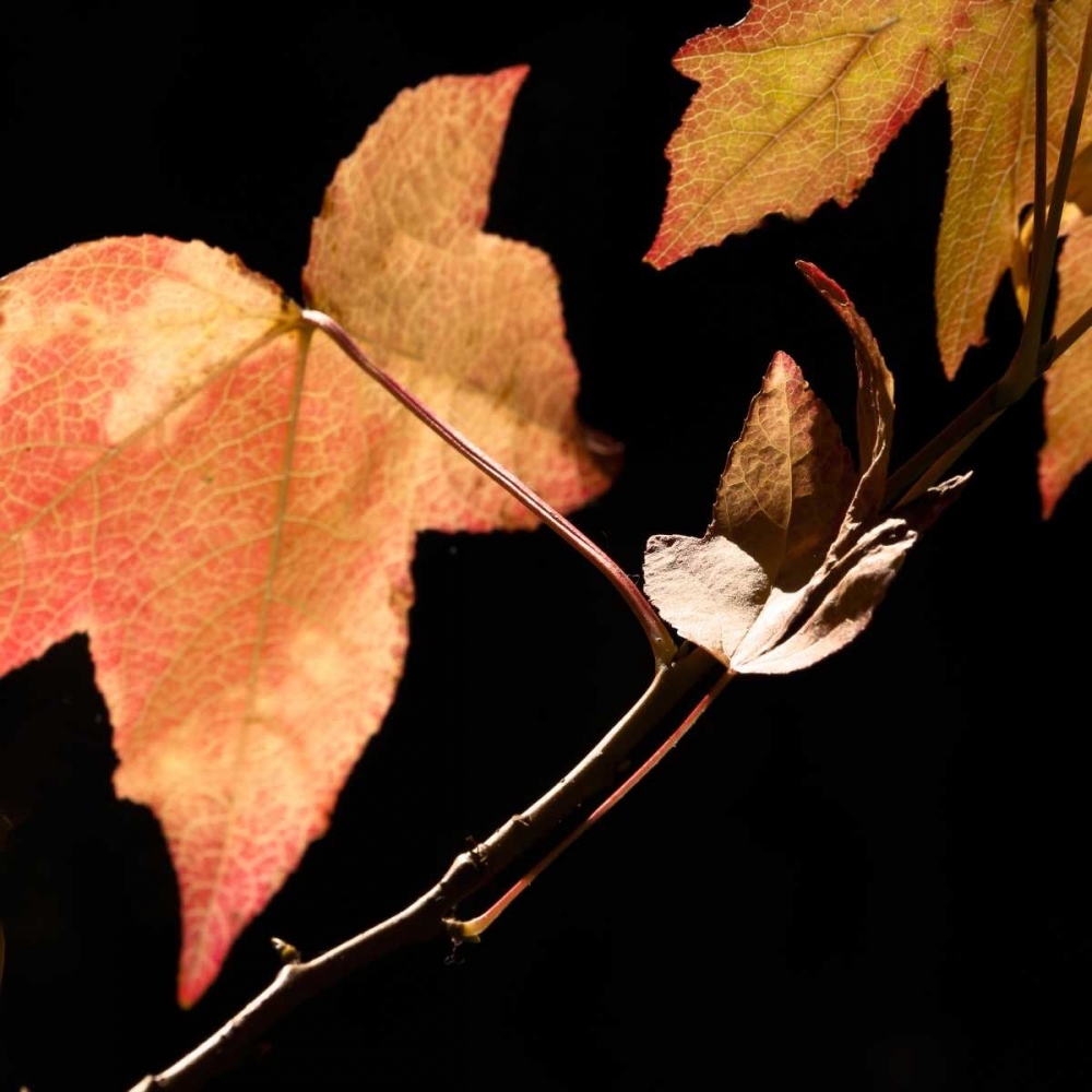 Amber Leaves IV art print by Rita Crane for $57.95 CAD