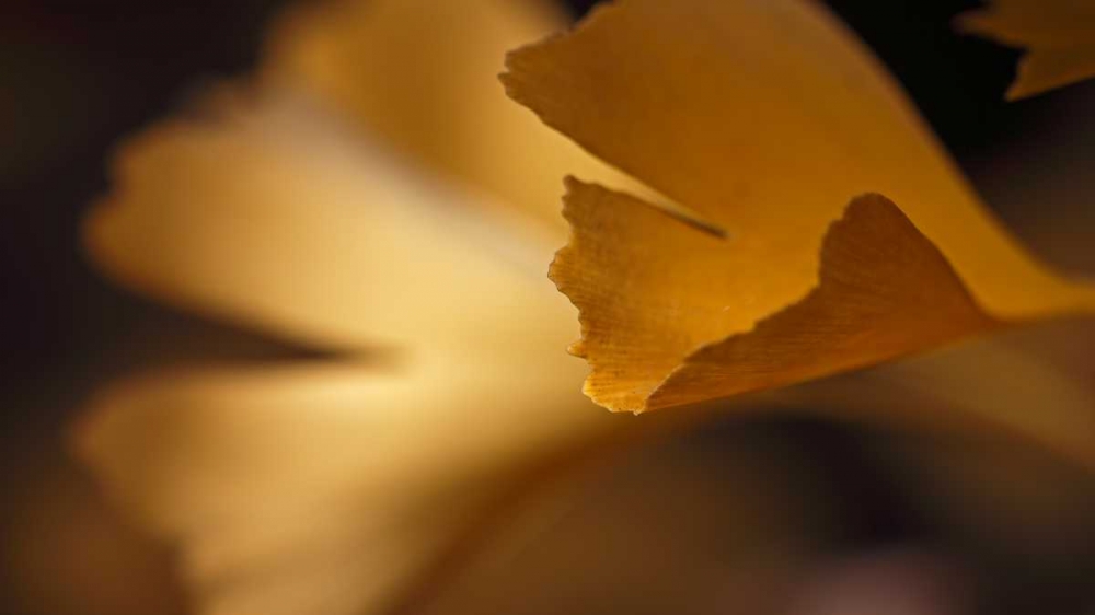 Gingko Leaves I art print by Rita Crane for $57.95 CAD