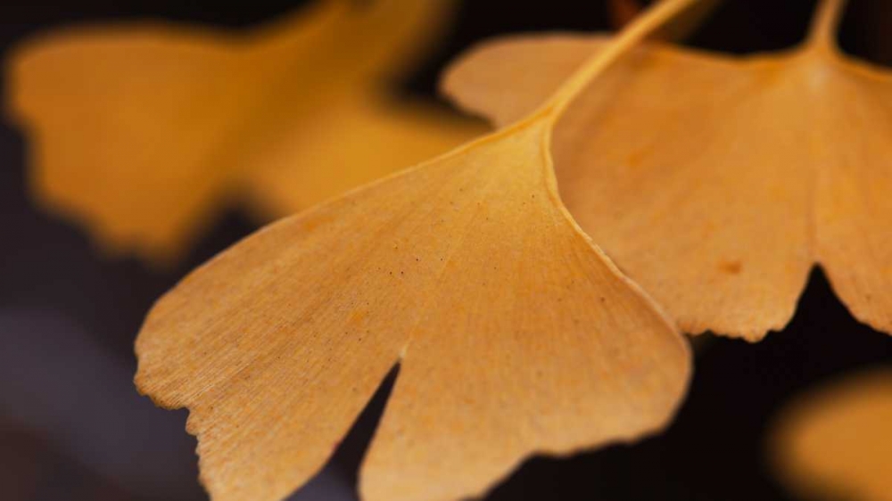 Gingko Leaves II art print by Rita Crane for $57.95 CAD