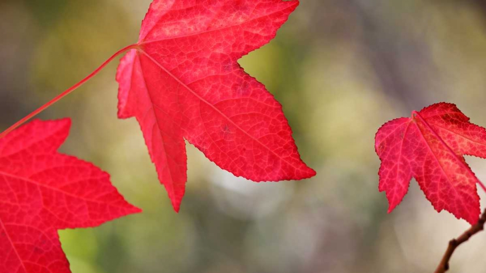 Festive Maple I art print by Rita Crane for $57.95 CAD