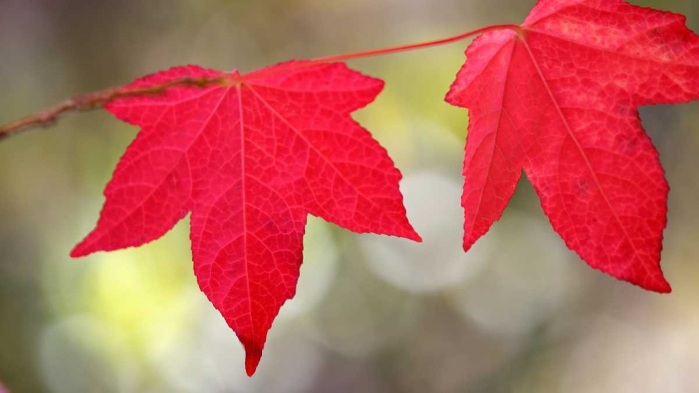Festive Maple II art print by Rita Crane for $57.95 CAD