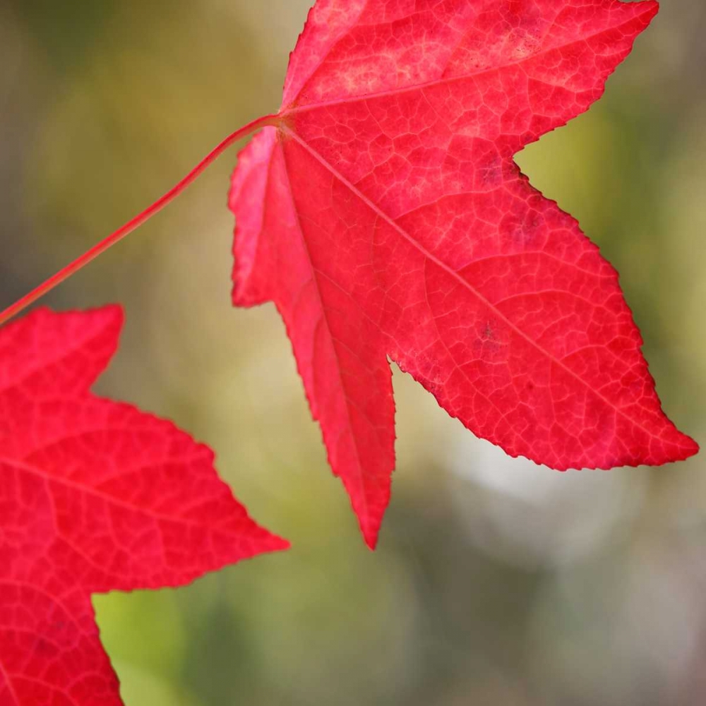 Festive Maple III art print by Rita Crane for $57.95 CAD
