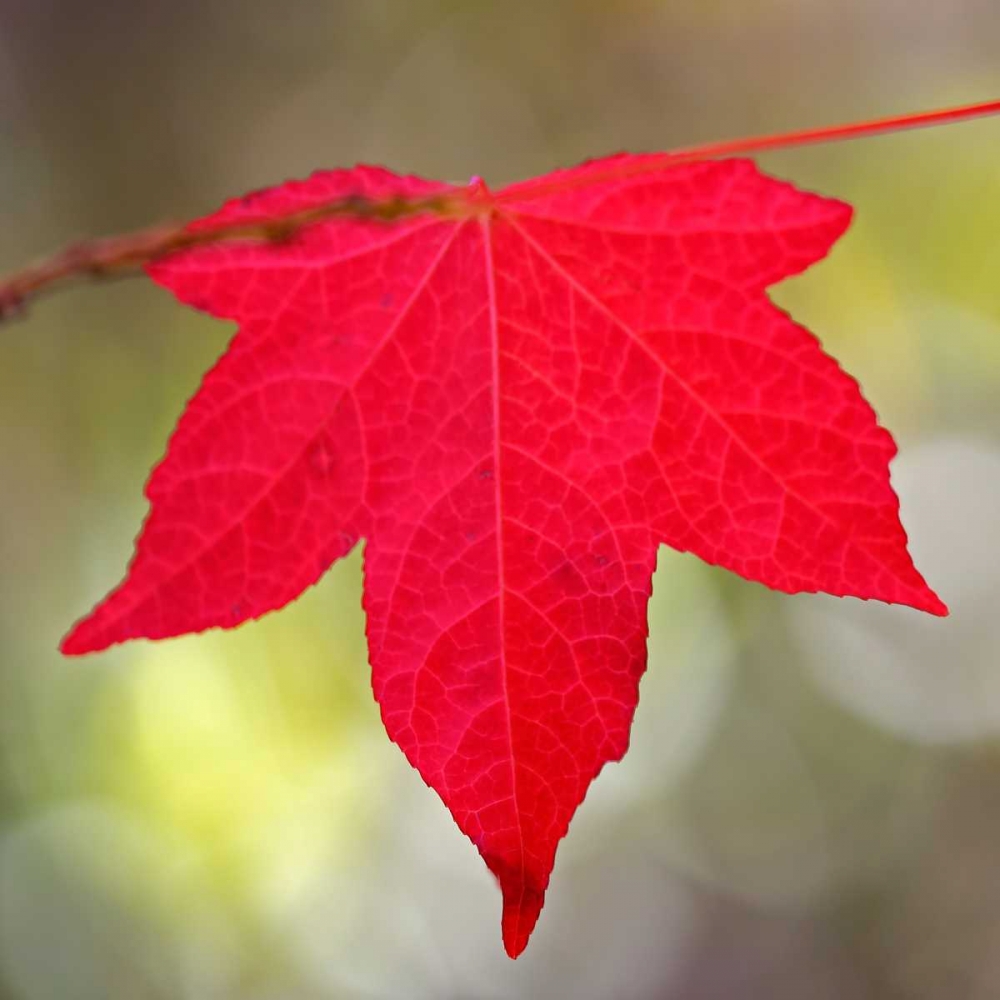 Festive Maple IV art print by Rita Crane for $57.95 CAD