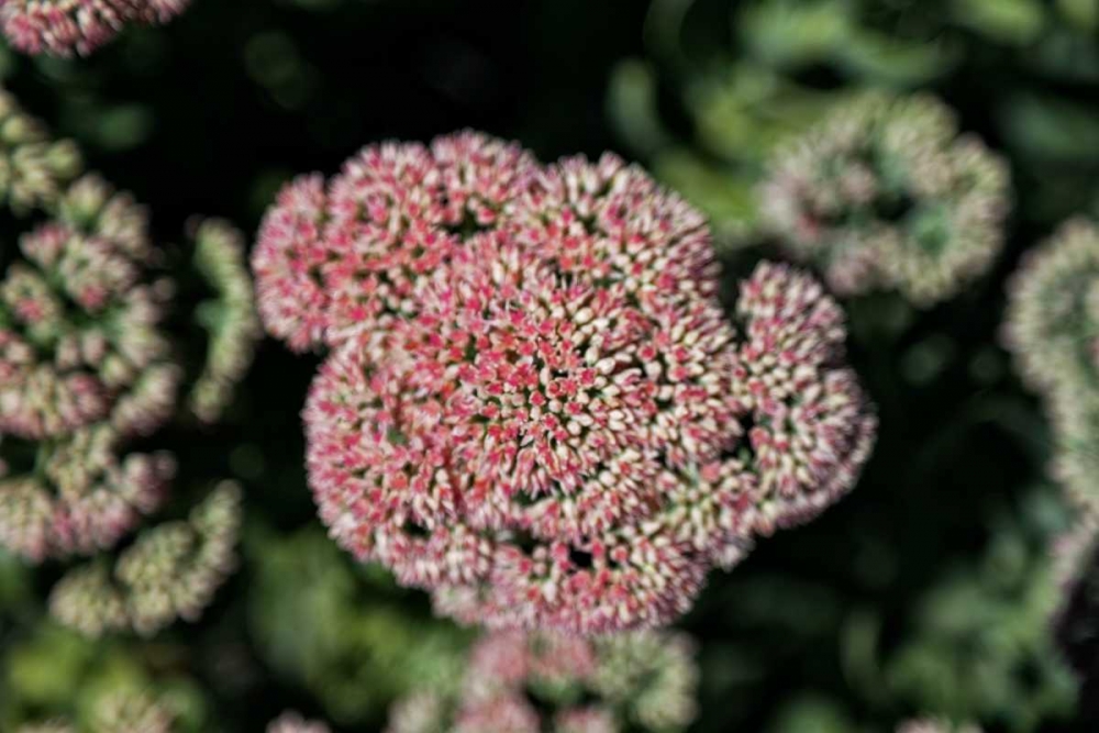Kalanchoe Blossom I art print by Rita Crane for $57.95 CAD