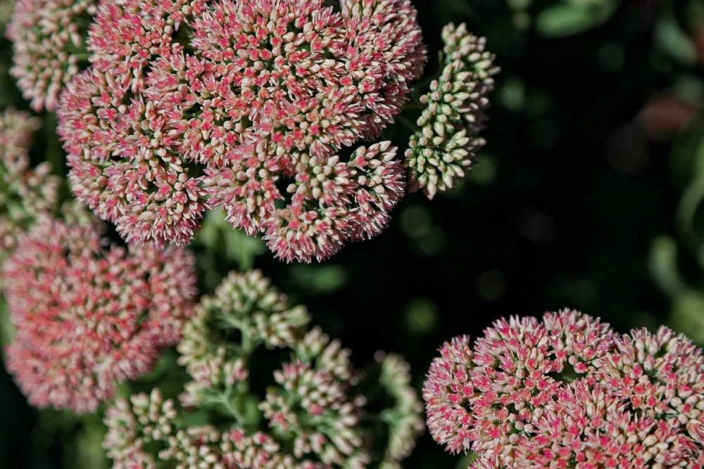 Kalanchoe Blossom II art print by Rita Crane for $57.95 CAD
