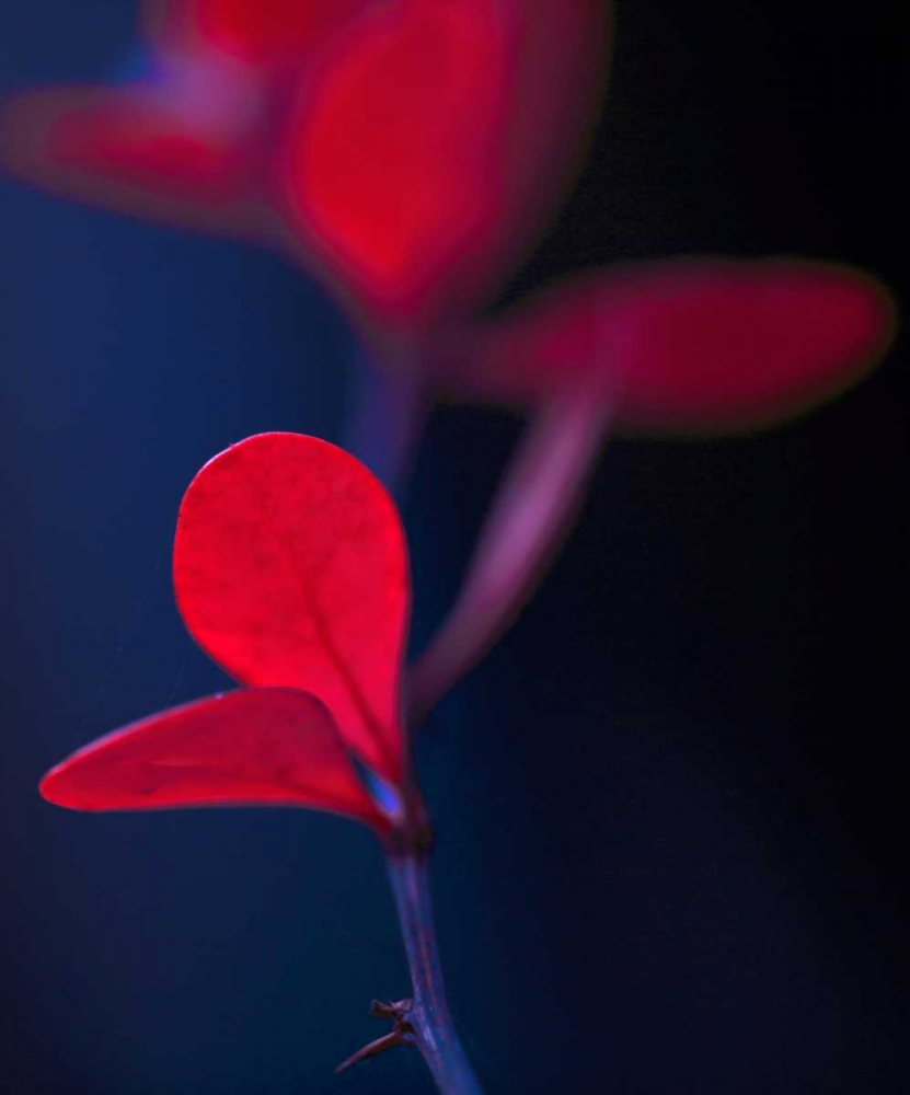 Dancing Blue and Red I art print by Rita Crane for $57.95 CAD