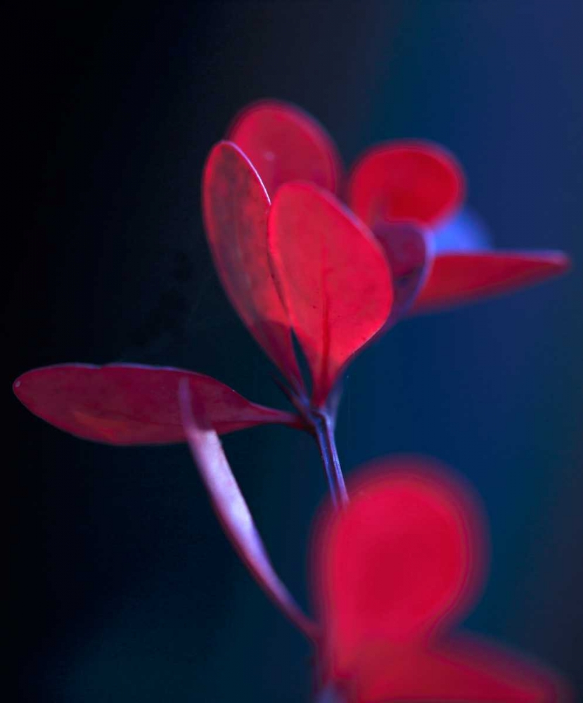 Dancing Blue and Red II art print by Rita Crane for $57.95 CAD