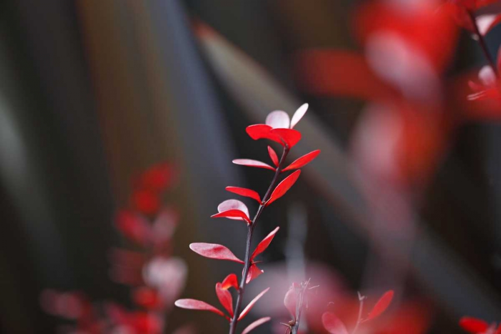 Red Grey Interplay I art print by Rita Crane for $57.95 CAD