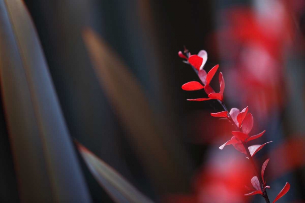 Red Grey Interplay II art print by Rita Crane for $57.95 CAD