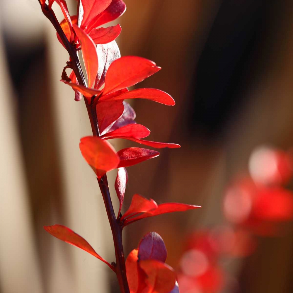 Red Leaves I art print by Rita Crane for $57.95 CAD