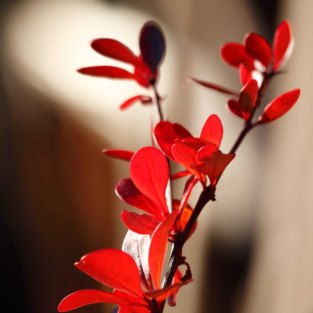 Red Leaves II art print by Rita Crane for $57.95 CAD