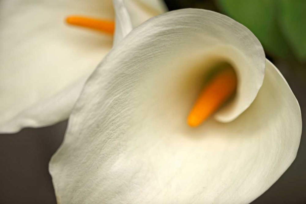 Calla Lilies IV art print by Rita Crane for $57.95 CAD