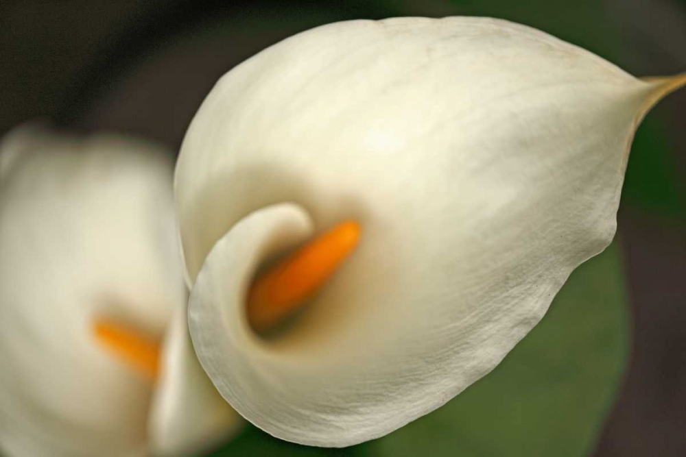 Calla Lilies V art print by Rita Crane for $57.95 CAD