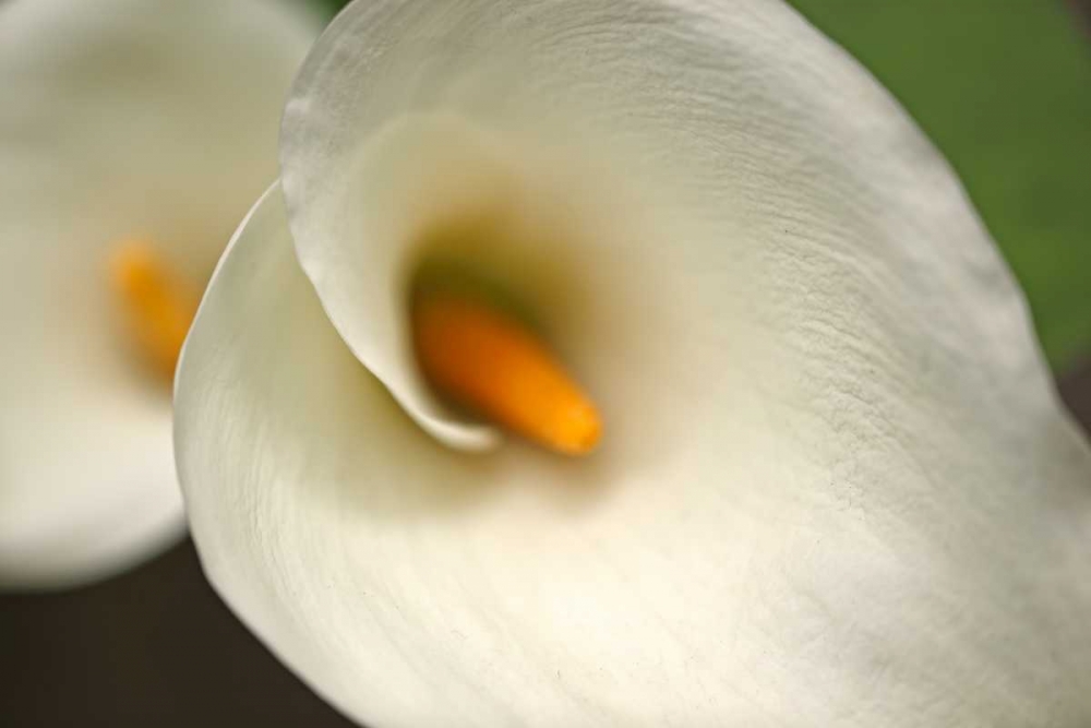 Calla Lilies VI art print by Rita Crane for $57.95 CAD