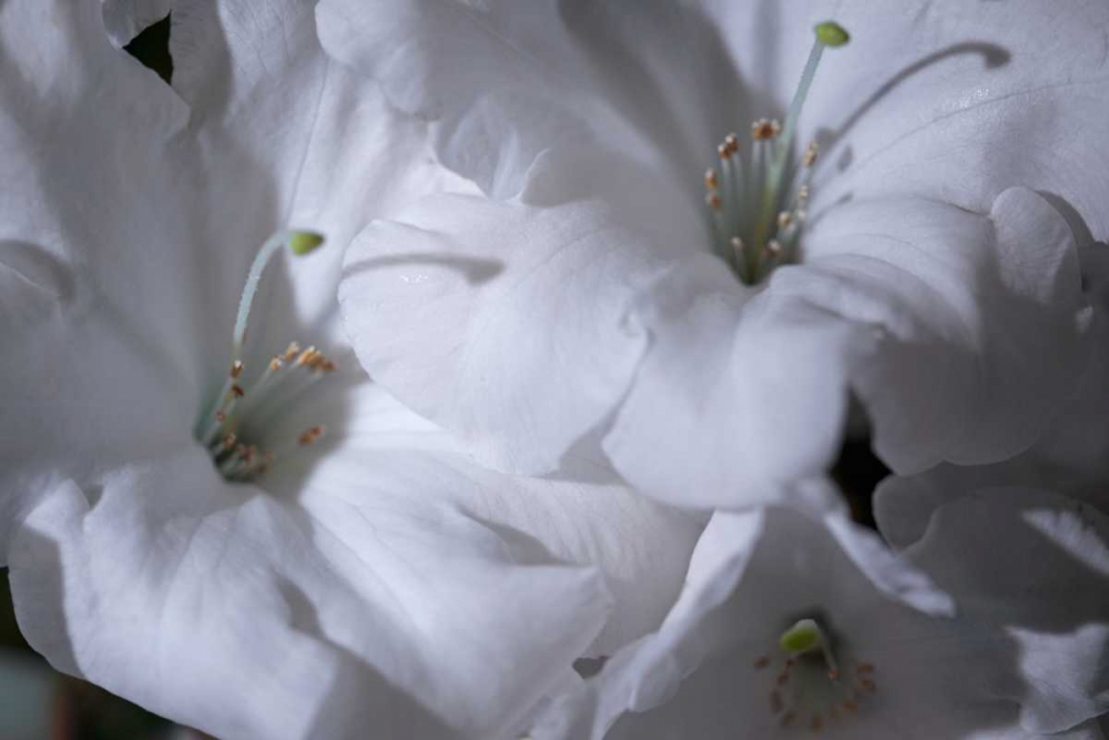 Delicate Blossoms II art print by Rita Crane for $57.95 CAD