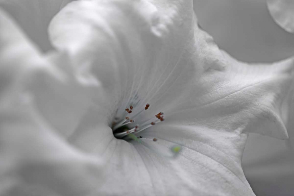 White Rhodies I art print by Rita Crane for $57.95 CAD