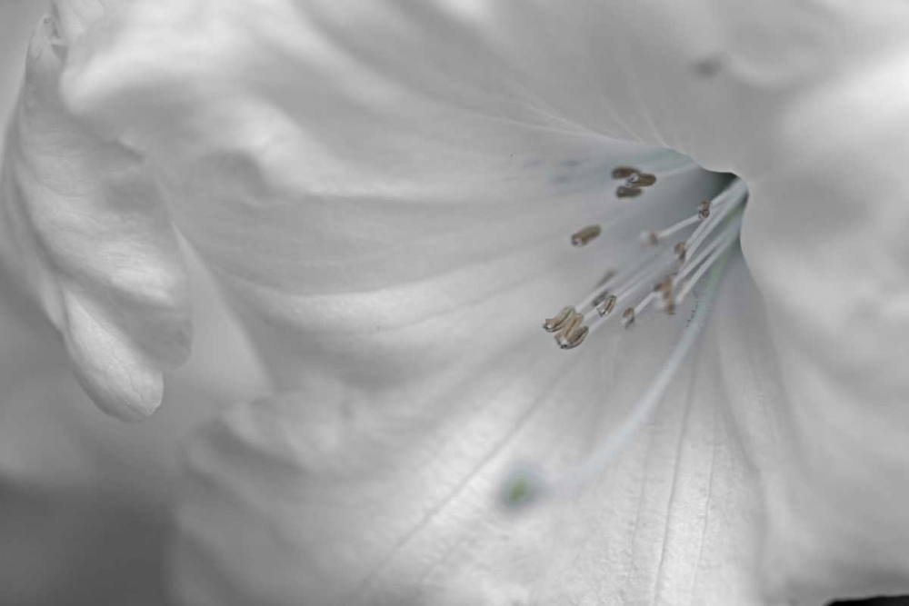 White Rhodies II art print by Rita Crane for $57.95 CAD
