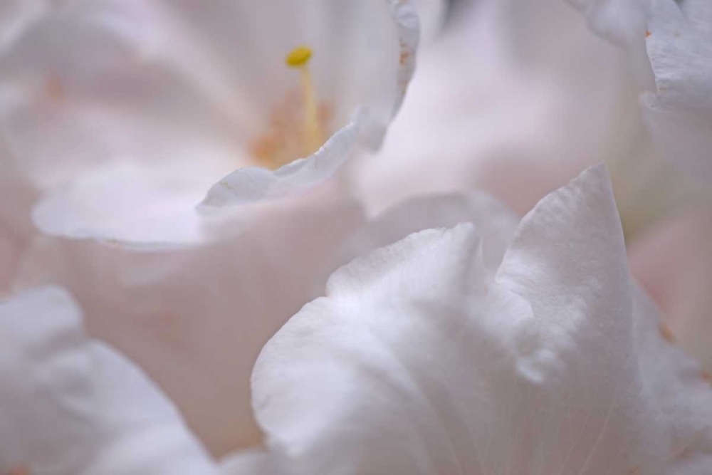 Rosy Petals I art print by Rita Crane for $57.95 CAD