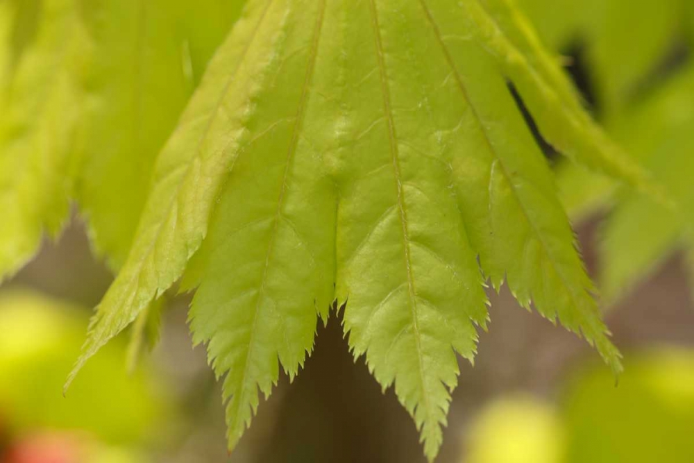 Maple Leaf I art print by Rita Crane for $57.95 CAD
