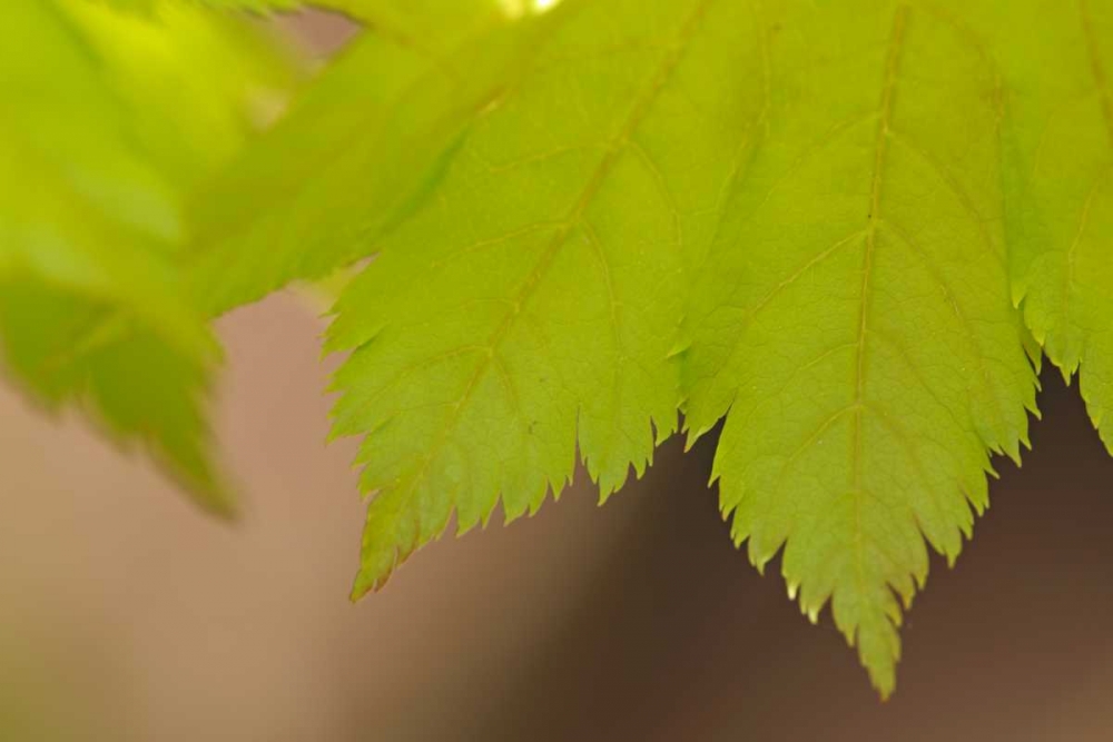 Maple Leaf II art print by Rita Crane for $57.95 CAD