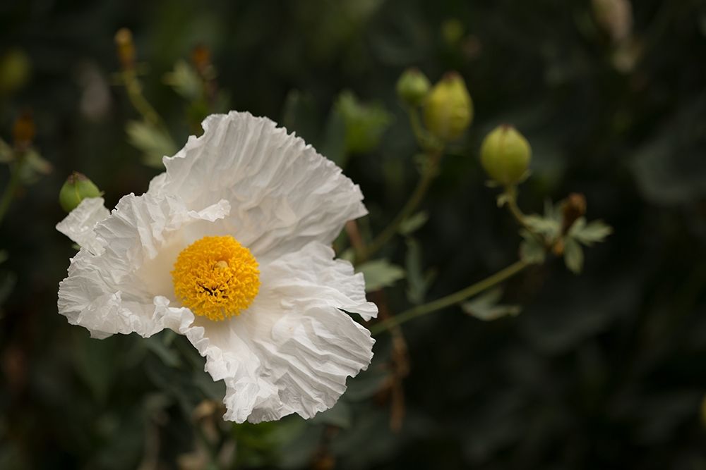 Matilija Melody I art print by Rita Crane for $57.95 CAD