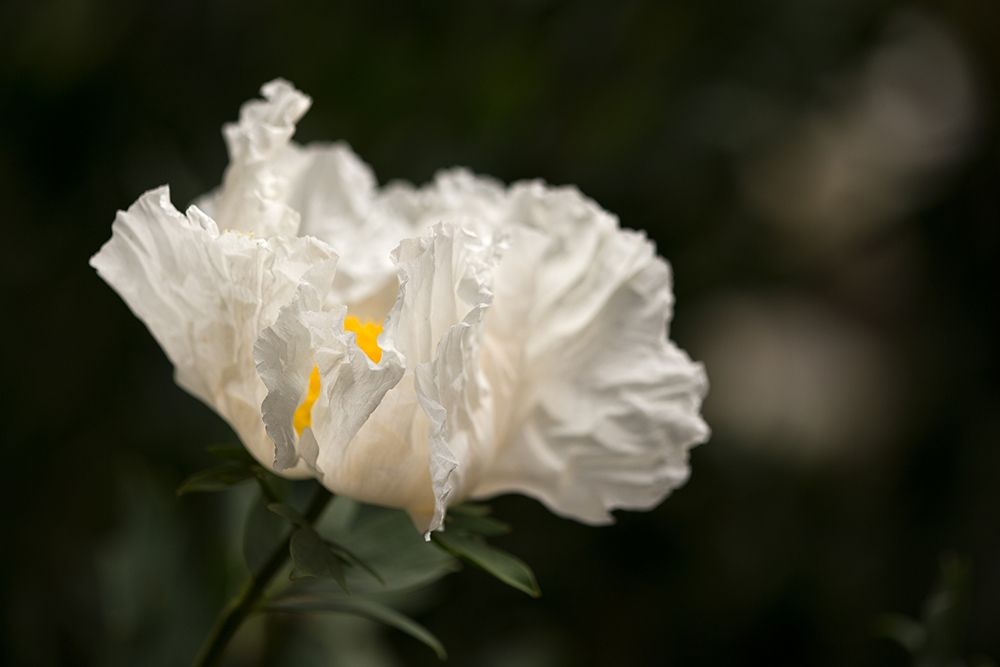 Matilija Blossom I art print by Rita Crane for $57.95 CAD