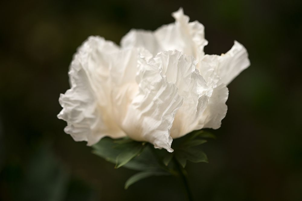 Matilija Blossom II art print by Rita Crane for $57.95 CAD