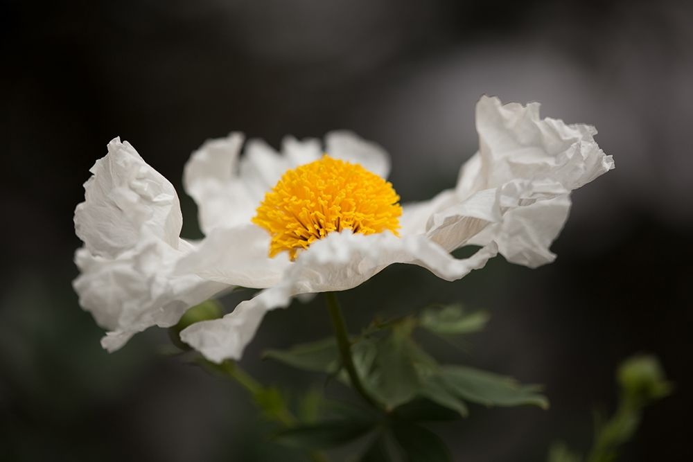 Matilija Poppy I art print by Rita Crane for $57.95 CAD