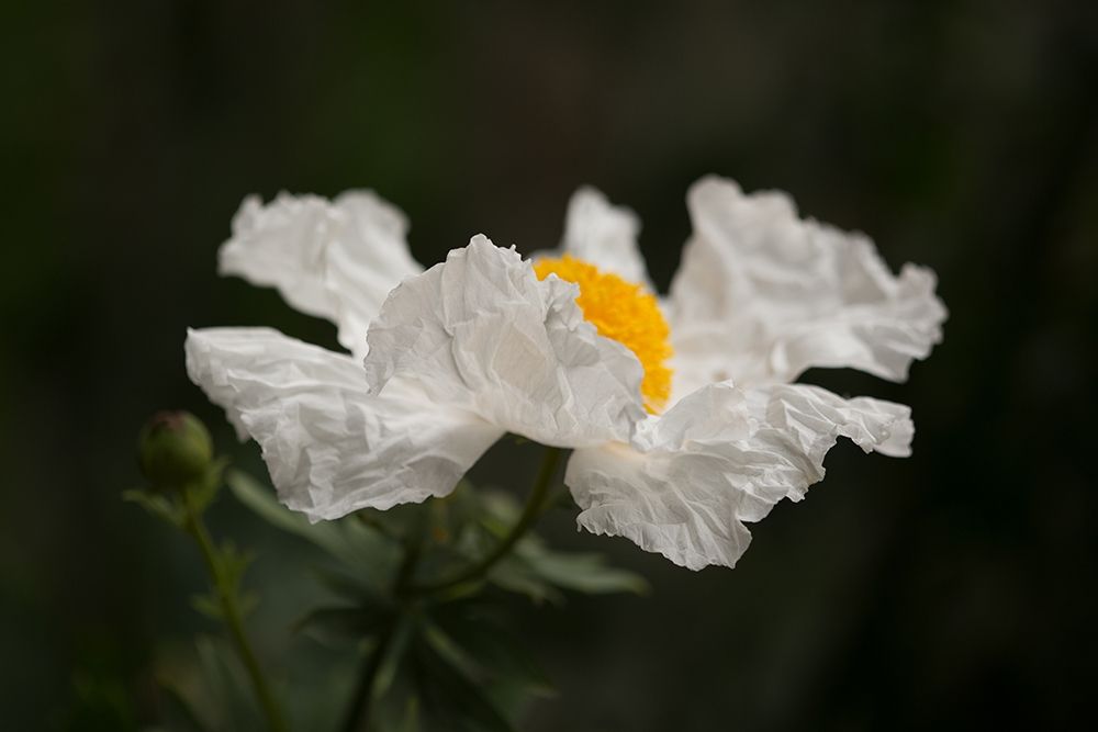 Matilija Poppy II art print by Rita Crane for $57.95 CAD